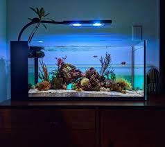 Kios ikan hias omah cupang pusatnya ikan hias wonogiri. Begini Cara Memelihara Ikan Di Aquarium Kumparan Com