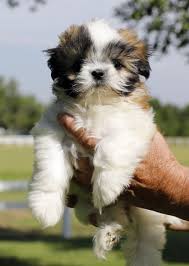 Next, choose a blade length for an electric razor, like a #5 for a short summer cut or a #4 for a bit of a longer coat. Shih Tzu Puppy For Sale Nex Tech Classifieds
