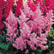 Pink Astilbe Direct Gardening