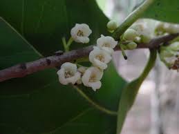 Image result for Diospyros crassiflora