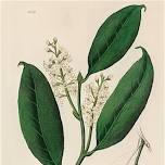 Lose the Laurel, Bring the Beech