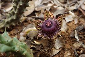 Image result for Duvalia polita