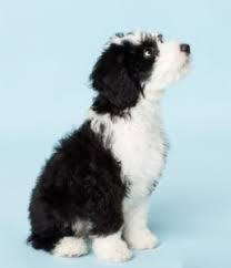 Check spelling or type a new query. 7 Best Sheepadoodle Breeders In Texas 2021 We Love Doodles