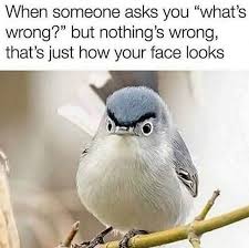 Top 20 Memes Hilarious Can T Stop Laughing Memes Feel Funny cartoon make your laugh.