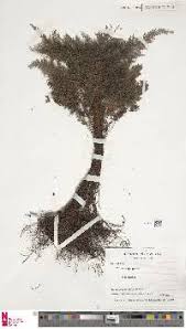 Image result for Abrodictyum rigidum