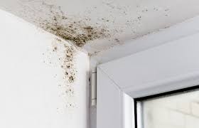 Does homeowners insurance cover mold? Does Homeowners Insurance Cover Mold Lovetoknow