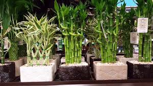 Black Bamboo Plants For Sale Gauteng Impressive Bamboo Tree Juice Tips For 2019 Lucky Bamboo Plants Bamboo Plants Bamboo Plants For Sale