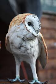 Bird That Sounds Like A Monkey At Night Life Size Barn Owl 2012 In 2020 Owl Animal Sculptures Owl Art