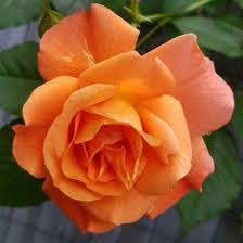 Pin By Sydney Pitcovich On Guller Amazing Flowers Beautiful Rose Flowers Flowers Photography