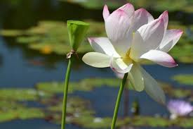 Image result for Lotus