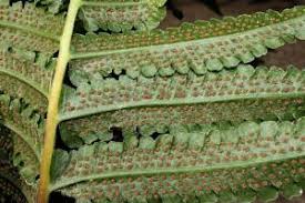 Image result for Pneumatopteris