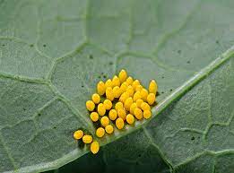 Es erwartet sie eine exquisite auswahl der asiatischen küche. Galeri Kitaran Hidup Rama Rama