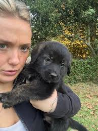 Looking for a Pitbull puppy