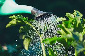 How often should i water houseplants? How Often Should I Water My Vegetable Garden Gardening Tips