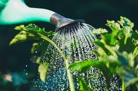 Watering your garden at the right time and using the right method will keep your plants healthy. How Often Should I Water My Vegetable Garden Gardening Tips