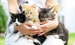 Mascotas Estos Son Los Beneficios De Tener Un Gato En Casa