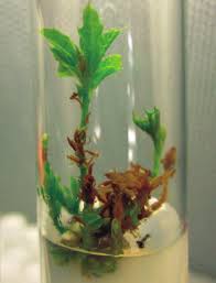 Image result for Nectaropetalum carvalhoi