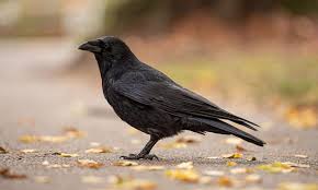 Check spelling or type a new query. Crows Paws