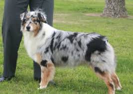 Jun 06, 2021 · miniature australian shepherd, mini aussie, toy australian shepherd puppies for sale available in creston, ca in slo county. Best Australian Shepherd Breeders In California 2021 We Love Doodles
