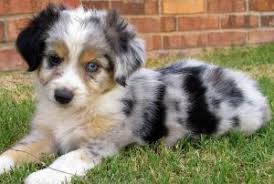 We breed asdr black tris, red tris, blue merles and red merles. Harley Toby Litter Male Blue Merle 1 Colorado Toy Mini Aussies Aussiedo In 2020 Australian Shepherd Miniature Australian Shepherd Australian Shepherd Puppies