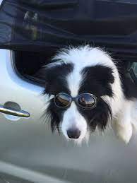 tanner looking cool in his doggles border collie collie fox dog