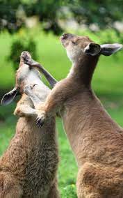 Picture Of A Kangaroo Fight Mammal Kangaroo Fight Animals Kangaroo Art Kangaroo