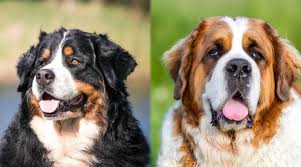 Check spelling or type a new query. Bernese Mountain Dog Vs Saint Bernard Differences Similarities