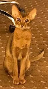 There are 316 abyssinian kittens for sale on etsy, and they cost $18.99. Abyssinians Somali Specialty Purebred Cat Rescue