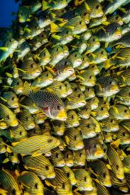 Natural History Photography Wildlife And Underwater Images With Emphasis On Global Environment Conservation Ocean Creatures Ocean Animals Underwater