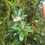 Image result for Pavetta gardeniifolia