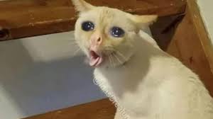 I Photoshopped The Crying Cat Eyes On This Cat Funny Cat Memes Funny Animals Funny Animal Memes