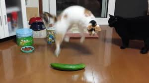 Video This Is Why Cats Are So Afraid Of Cucumbers Cats Scared Of Cucumbers Cats Vs Cucumbers Cats And Cucumbers