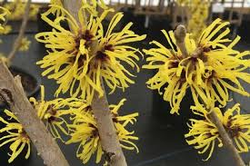 Image result for Hamamelis mollisi