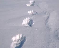 L'hiver, la neige est un bonheur, leurs larges pattes font office de raquettes. Traces D Animaux Dans La Neige Aventures Nouvelle France