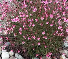 Image result for Oenothera lindheimeri