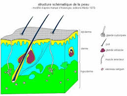 Schema De La Peau Humaine Avec Ses Trois Couches Epiderme Derme Et Hypoderme Intellego Fr Peau Humaine Aide Scolaire Petite Enfance