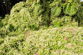 Image result for Grewia micrantha