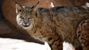 The bobcat attacked the golfer at about 8:30 a.m. Bobcat Attacks 2 People Dog Near Phoenix