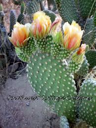 Http Highdesertblogging Com Wp Content Uploads 2012 03 Cacti Yellow And Pink Toes Jpg Prickly Pear Edible Garden Prickly Pear Cactus