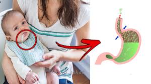 √ scientific base pass quality & scientific checked by advisor, read our quality. 5 Penyebab Bayi Muntah Setelah Minum Asi Dan Cara Mengatasinya Blog Birds Bees