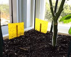 You can always try replacing the soil with new soil if this is the case. How To Get Rid Of Fungus Gnats Quickly Permanently Worst Room