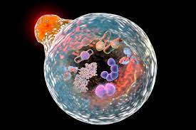 They are spherical vesicles that contain hydrolytic enzymes that can break down many kinds of biomolecules. Lysosome Description Formation Function Britannica