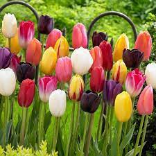 Flower Bulbs Tulip Single Late Assorted 25 Bulbs Walmart Canada Bulb Flowers Tulips Flowers Planting Tulips