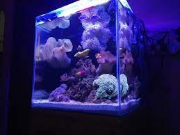 Harga ikan hias air laut nemo badut clownfish anemonefish orange clown. Membuat Aquarium Laut Murah Mudah Youtube