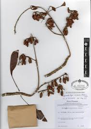 Image result for Hymenodictyon