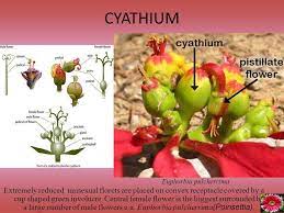 Poinsettia Flower Structure Best Flower Wallpaper
