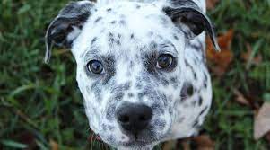 Pitbull puppies $100 rehoming fee Dalmation Mixes 20 Amazingly Spotty Crossbreeds You Ll Love