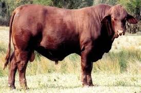 Swan Hill Cattle Co Santa Gertrudis Stud Cattle Farming Beef Cattle Dairy Cattle