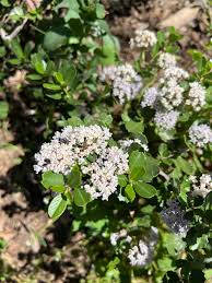 Image result for Lefebvrea grantii