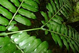 Image result for Ptisana